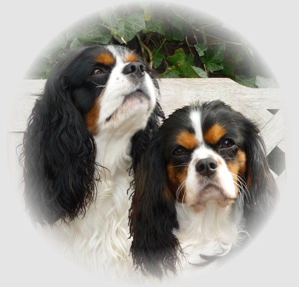 Cavalier King Charles Spaniel