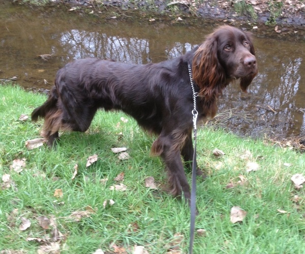 Duitse Staande Hond, Langhaar