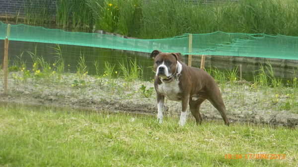 American Staffordshire Terrier