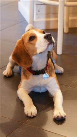 Beagle