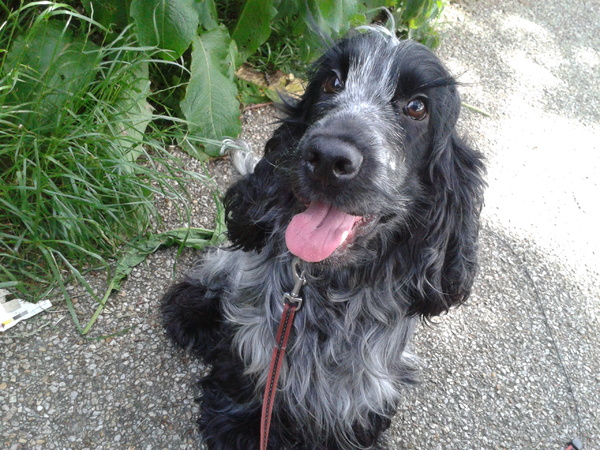 Engelse Cocker Spaniel