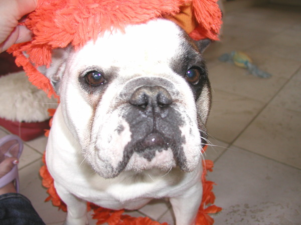 Franse Bulldog