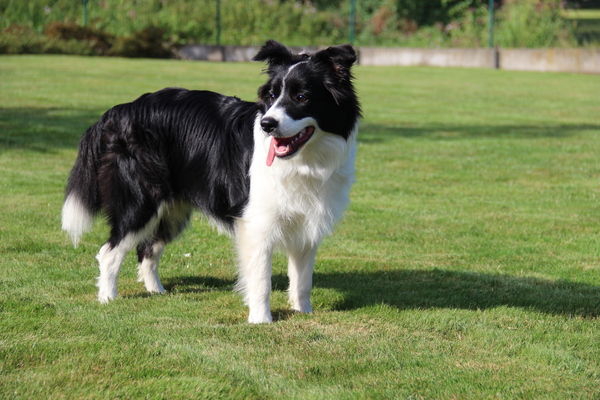 Border Collie