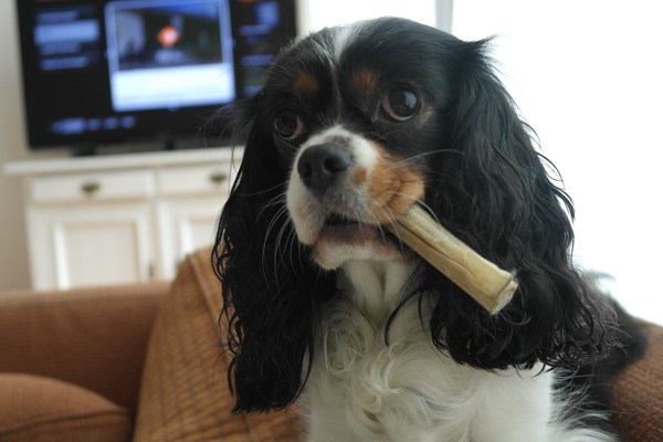 Cavalier King Charles Spaniel