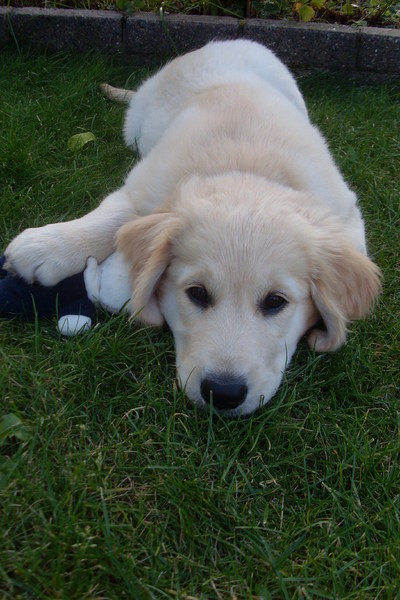 Golden Retriever