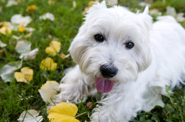 West Highland White Terrier