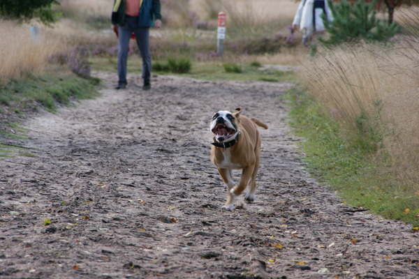 Old English Bulldog