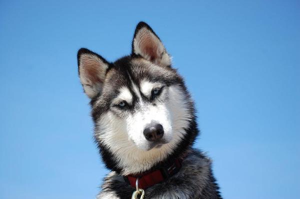 Siberian Husky