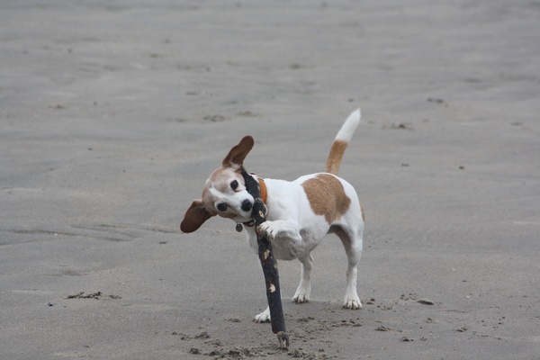 Jack Russell Terrier