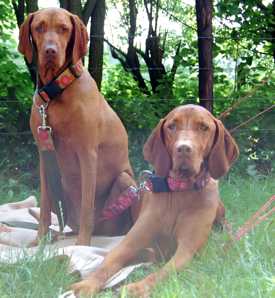 Vizsla (Hongaarse staande hond)