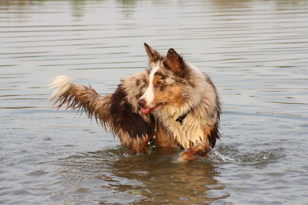 Brynn in het water