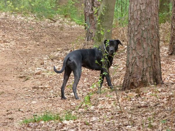 gezocht broertjes/zusjes Boerboel x Old english Mastiff