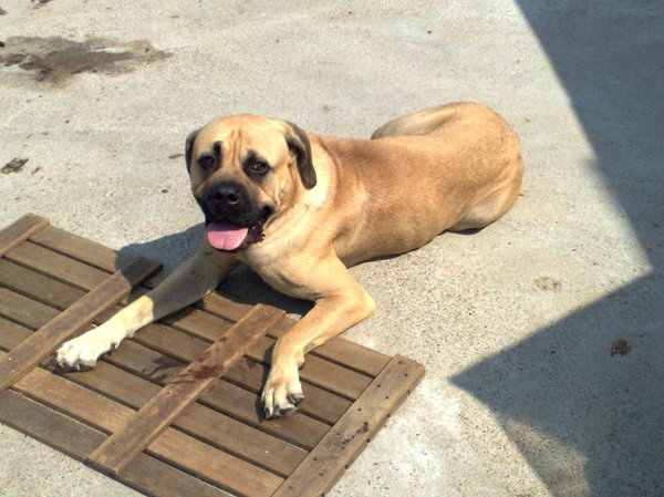 gezocht broertjes/zusjes Boerboel x Old english Mastiff