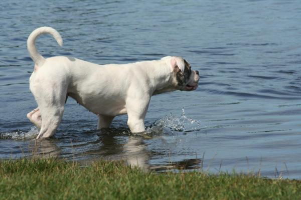 Amerikaanse Bulldog