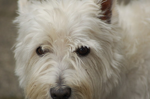 West Highland White Terrier