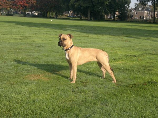 American Staffordshire Terrier