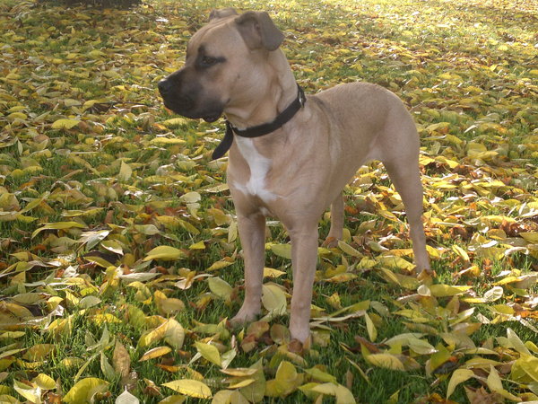 American Staffordshire Terrier