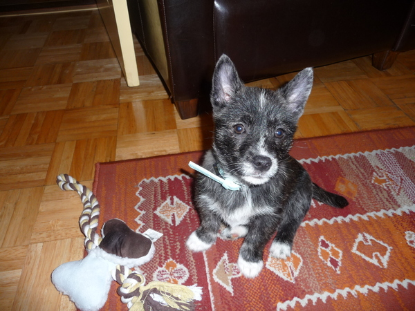 West Highland White Terrier