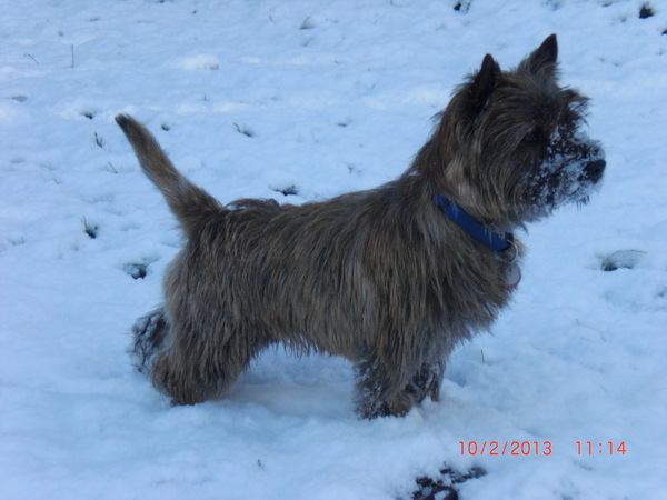 Cairn Terrier