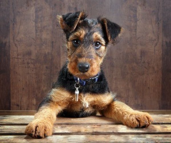 airedale terrier pup