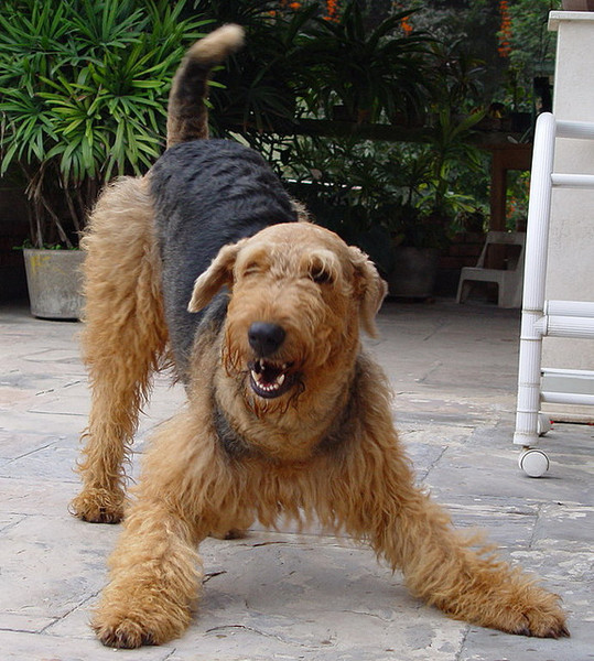 airedale terrier spelen