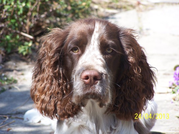 Engelse Springer Spaniel