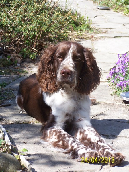 Engelse Springer Spaniel