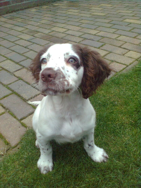 Engelse Springer Spaniel