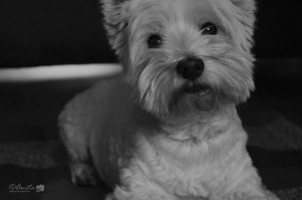 West Highland White Terrier