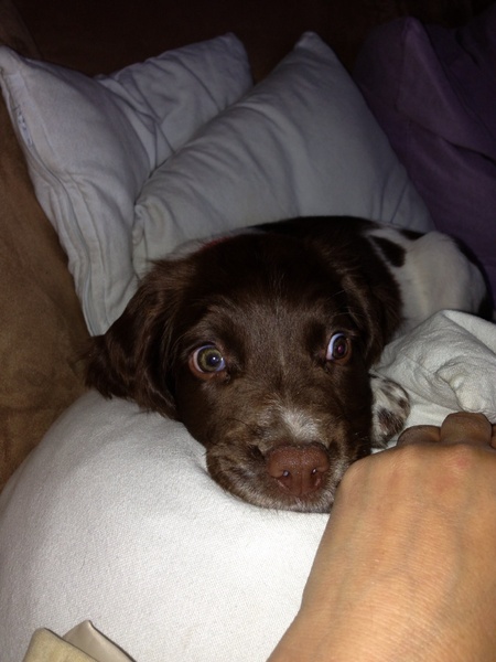 Engelse Springer Spaniel