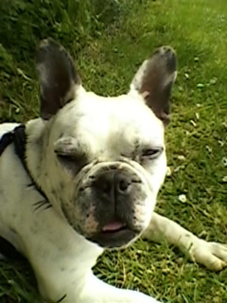 Franse Bulldog