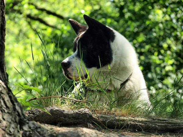 American Akita