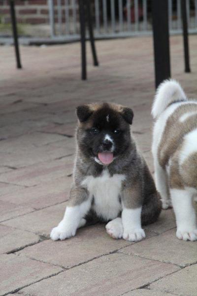 American Akita