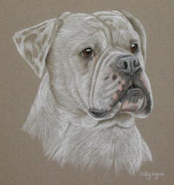 Amerikaanse Bulldog