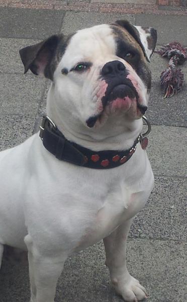 Amerikaanse Bulldog