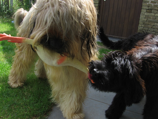 Briard