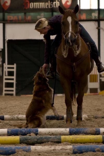 Song Dog/Old Hawk Kennels