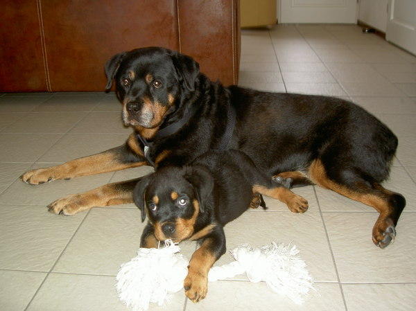 Rottweiler