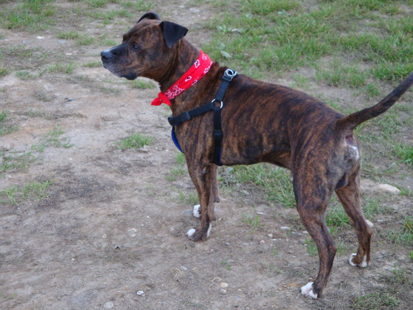 American Staffordshire Terrier