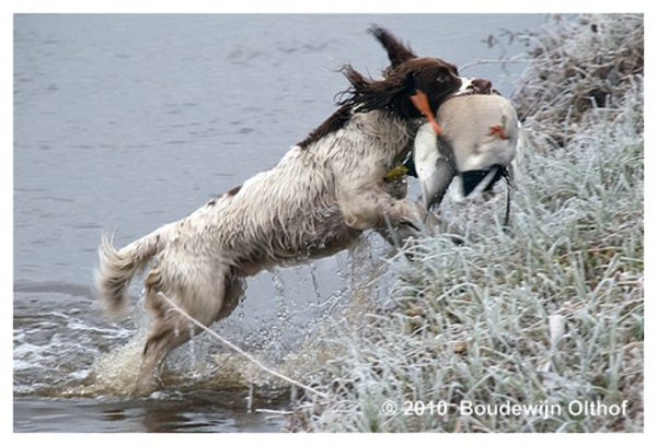 Engelse Springer Spaniel