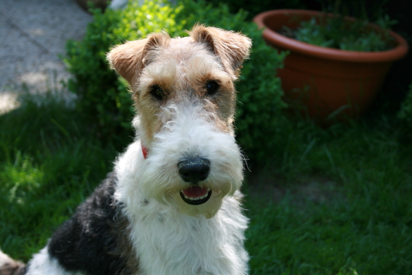 Foxterrier, draadhaar