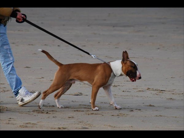 Bull Terrier