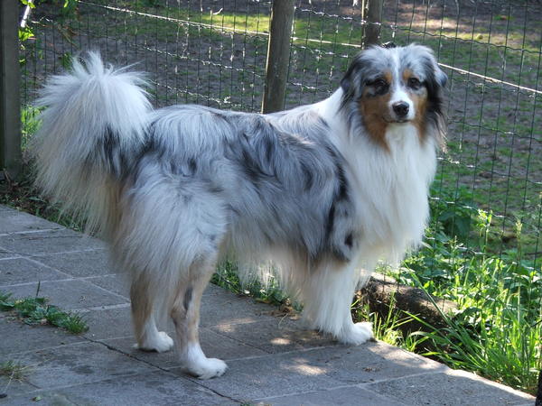 Australian Shepherd