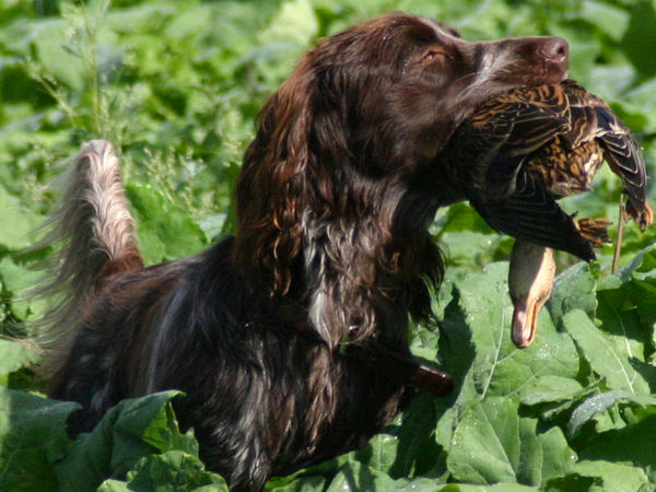 Duitse Staande Hond, Langhaar