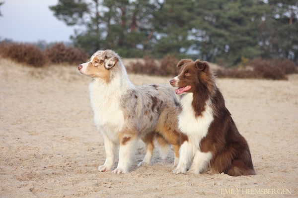 Australian Shepherd