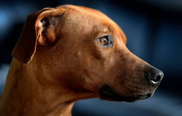 Rhodesian Ridgeback