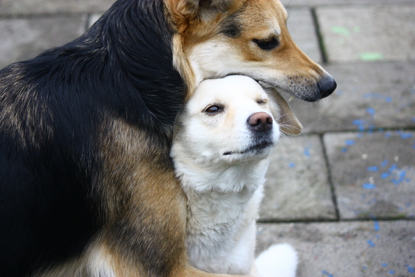 Gek op knuffelen samen!