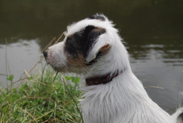 Jack Russell Terrier