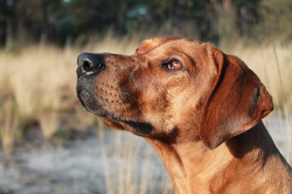 VERWACHT Rhodesian Ridgback pups met stamboom