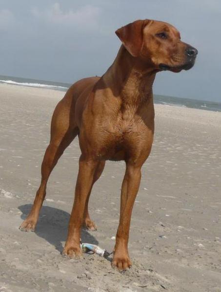 VERWACHT Rhodesian Ridgback pups met stamboom